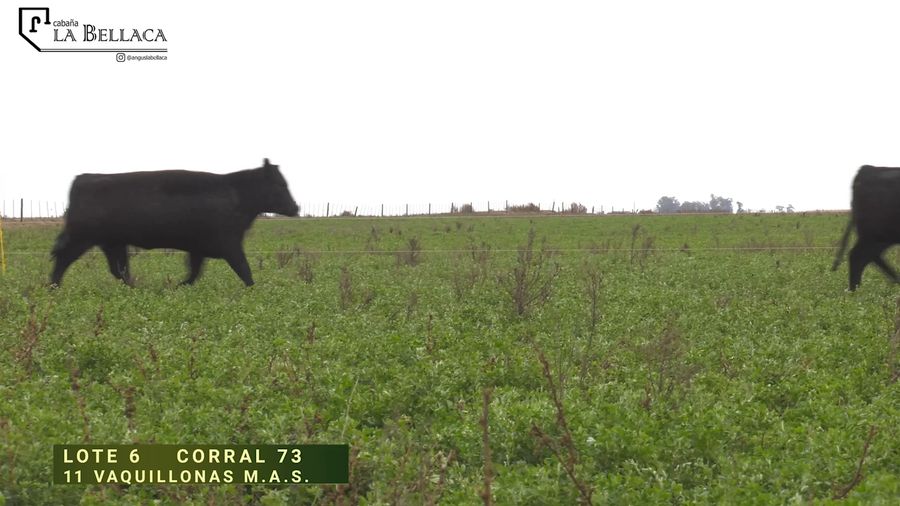 Lote VAQUILLONA M.A.S.