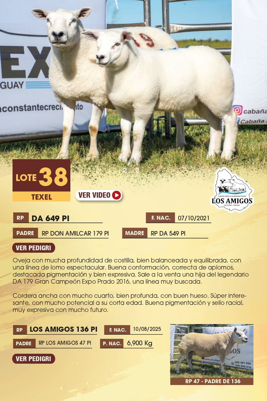 Lote 38 - TEXEL