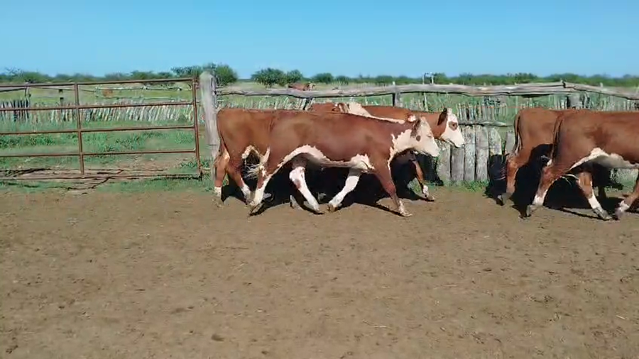 Lote 70 Terneros/as en Corrientes, Curuzu Cuatia