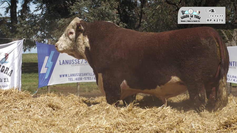 Lote MACHOS POLLED HEREFORD  PUROS DE PEDIGREE