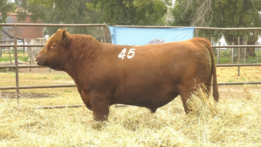 Lote TOROS ANGUS COLORADOS  PC