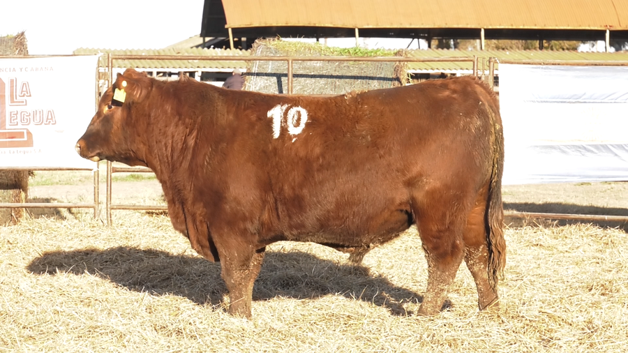 Lote TOROS ANGUS COLORADOS  PC