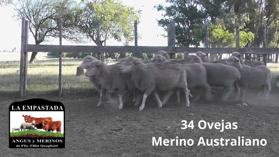 Lote 34 Ovejas Merino Australiano