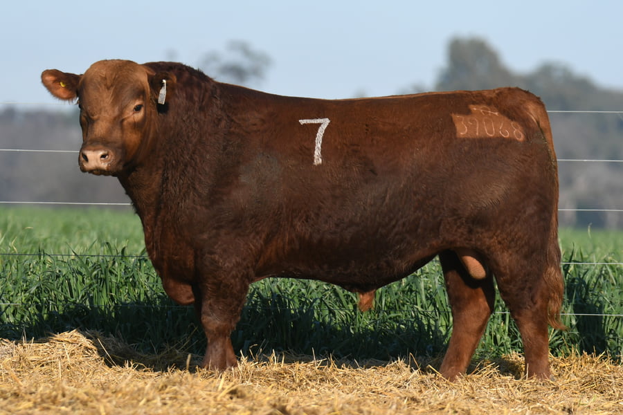 Lote TORO ANGUS PC