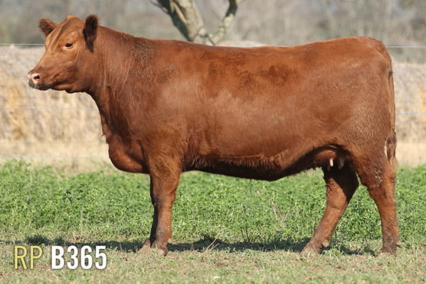 Lote 4 VAQUILLONAS PREÑADAS PURAS DE PEDIGREE