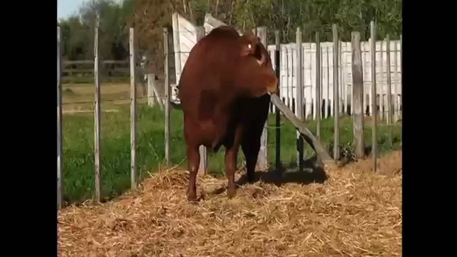 Lote Toro PP