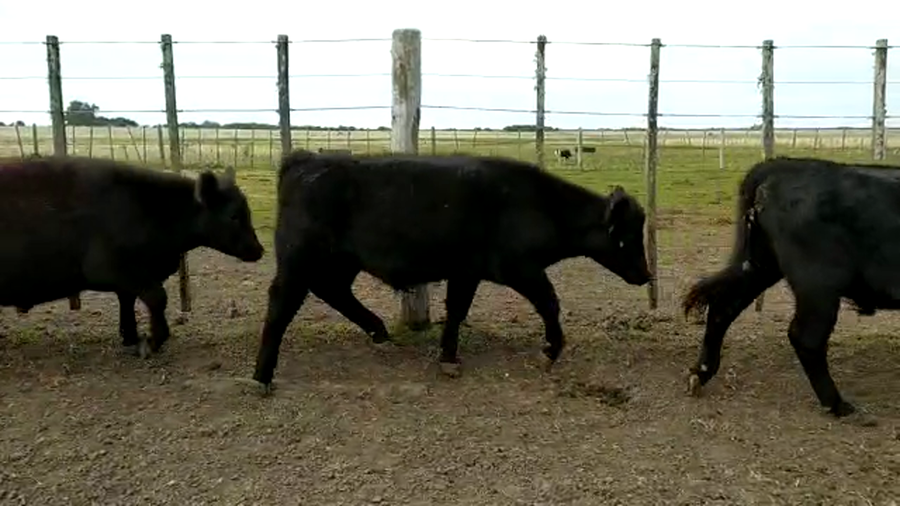 Lote 53 Terneros en Verónica, Buenos Aires