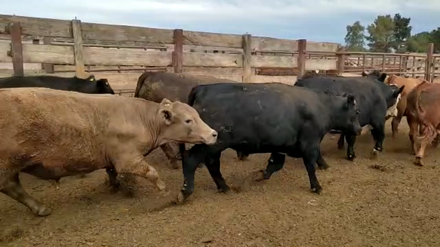 Lote 20 Novillo Gordo en Los Ángeles, VIII Región Biobío