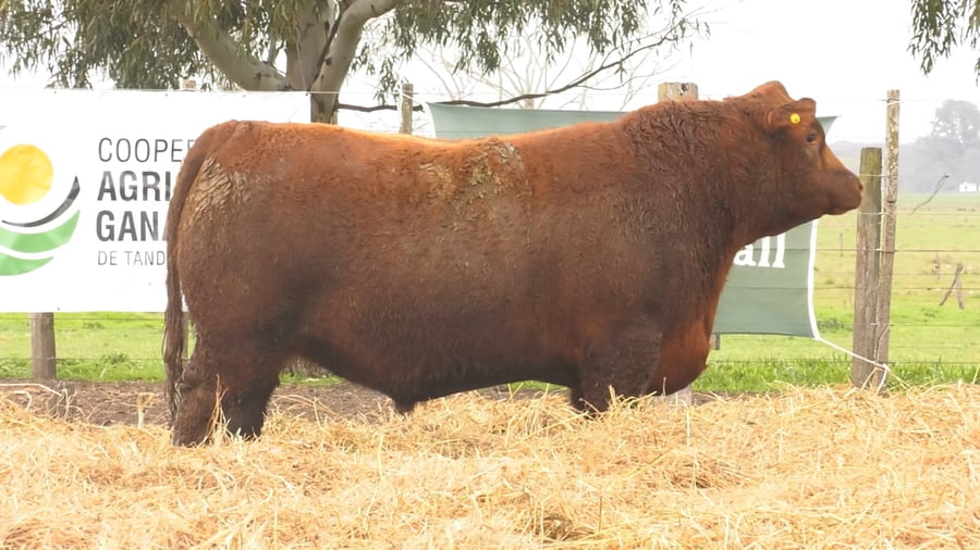 Lote TOROS PUROS POR CRUZA