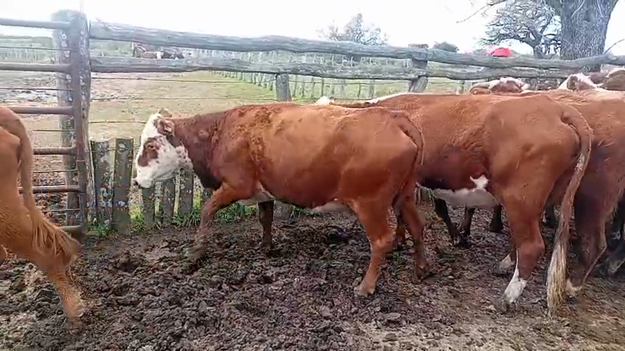 Lote 55 Terneros/as en Corrientes, Sauce