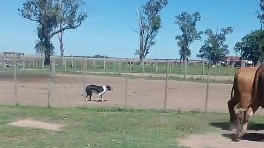 Lote 33 Novillos en Corrientes, Santo Tomé