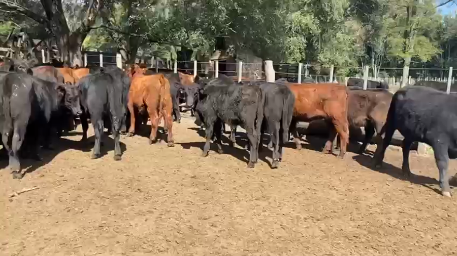 Lote 70 Terneras en Bolívar