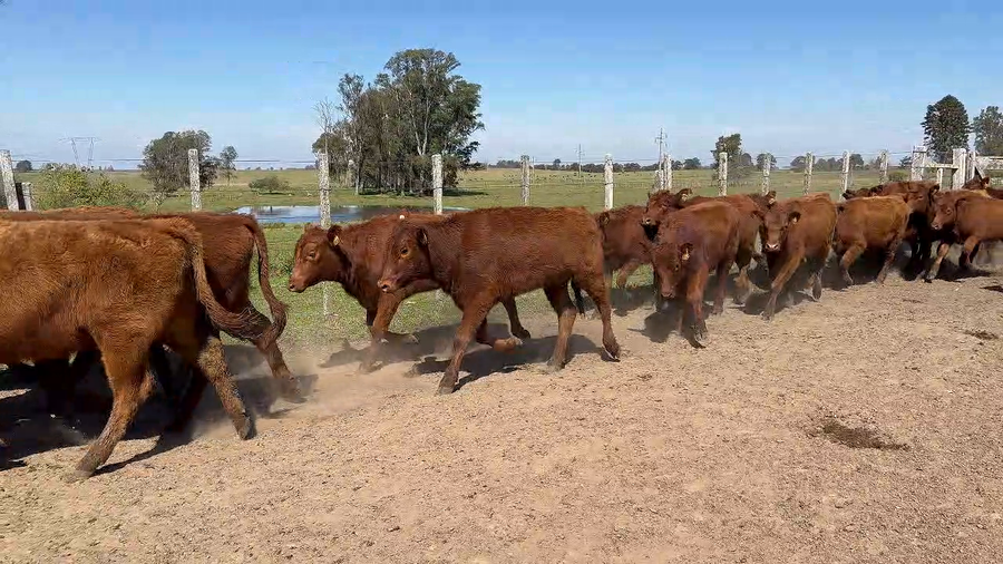 Lote 70 Terneras en Buena Vista, Cerro Largo