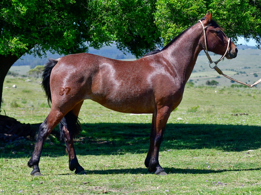 Lote Gracia Las Cascadas