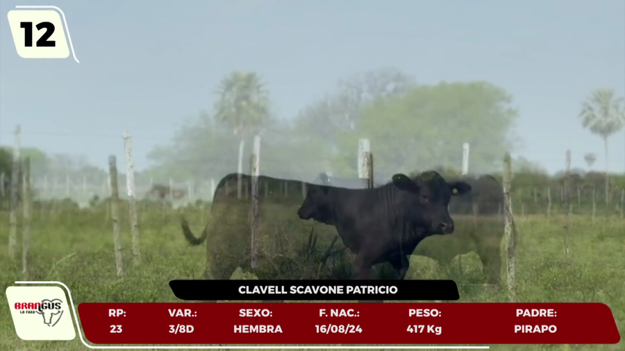 Lote LOTE 12 - JUNIOR