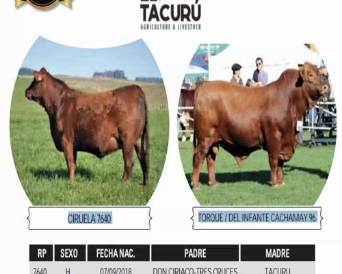 Lote CIRUELA 7640 TORQUE / DEL INFANTE CACHAMAY 96