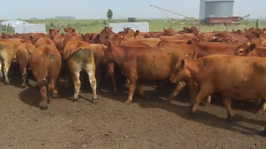 Lote Machos - Gral Lamadrid Bs As