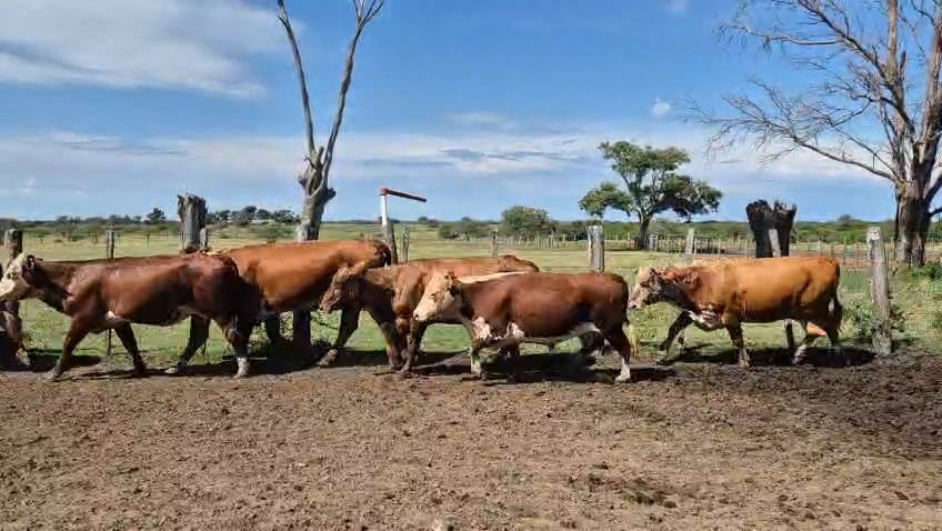 Lote 0 Vacas de invernar en Corrientes, Curuzu Cuatia