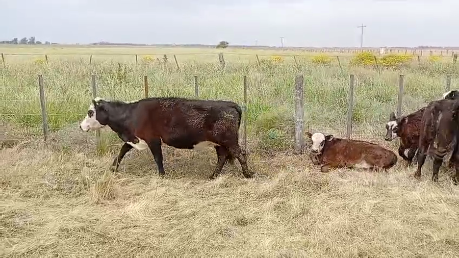 Lote 34 Vacas C/ cria