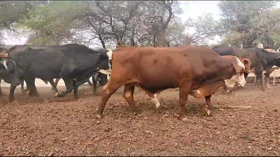 Lote 50 Vacas de invernar en Monte Quemado, Santiago del Estero