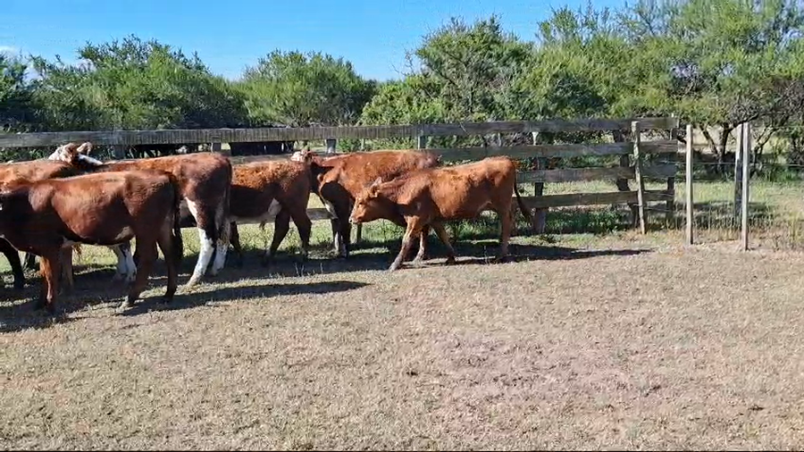 Lote TERNEROS