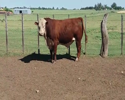 Lote Toros HE en RUTA 12