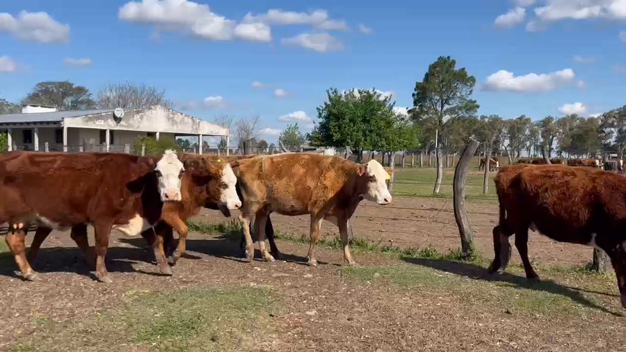 Lote 5 Vacas de invernar