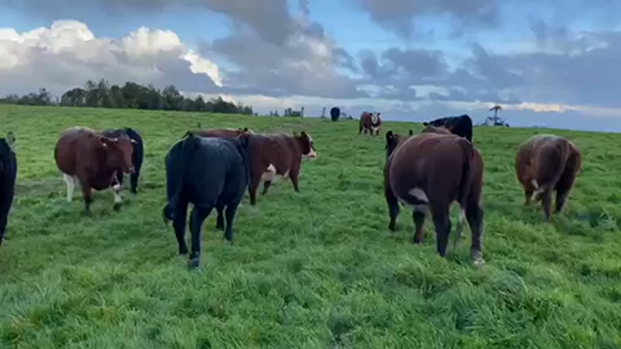 Lote 42 Vaquilla Gorda en Los Muermos, X Región Los Lagos