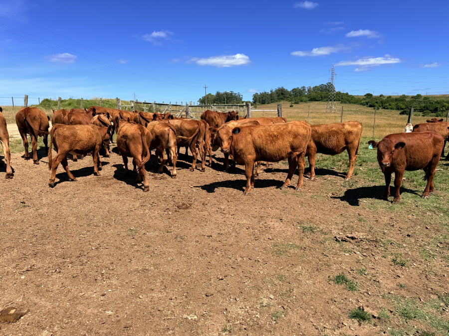 Lote Vaquillonas 1 a 2 años