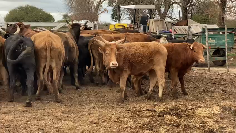 Lote 30 Novillos Brangus y sus Cruzas en San Cristóbal, Santa Fe