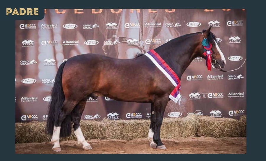 Lote HULK DO RIBEIRÃO BONITO X DOÑA PILARICA DEL CHAMAME