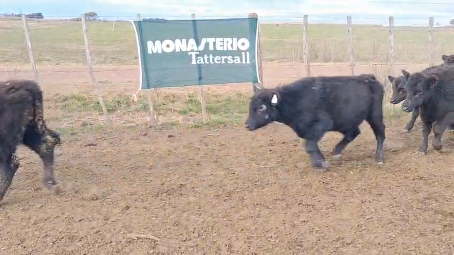 Lote 60 Terneros/as en Daireaux