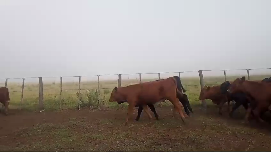 Lote 36 Terneros/as en Tapalque