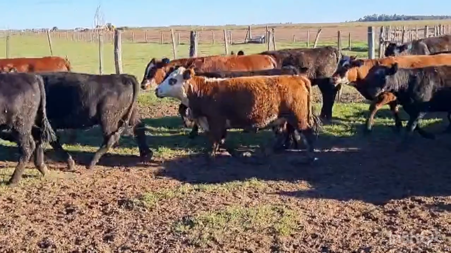 Lote 87 Terneras