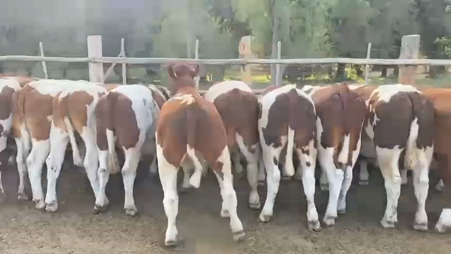 Imagen 3 del Lote Lote 28 Novillo Engorda en Pirque, Región Metropolitana