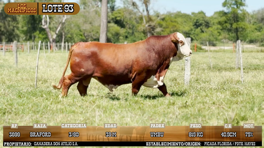 Lote LOTE 93 - VIVO