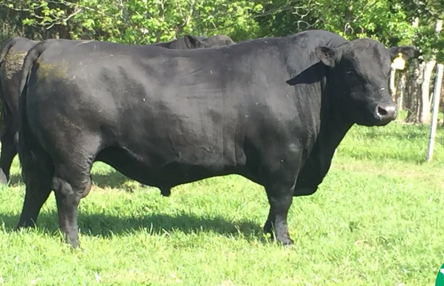 Lote Toros a remate en Cabaña Rebenque , Florida