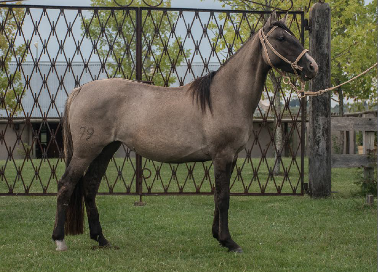 Lote TOBOGAN MARTINA