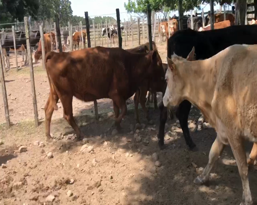 Lote 40 Piezas de cría en Cerro Largo, Cerro Largo
