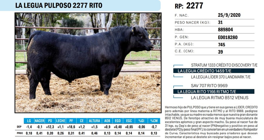 Lote TOROS ANGUS PP