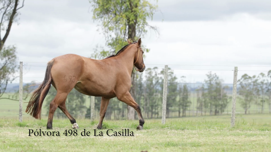 Lote Pólvora 498 de La Casilla