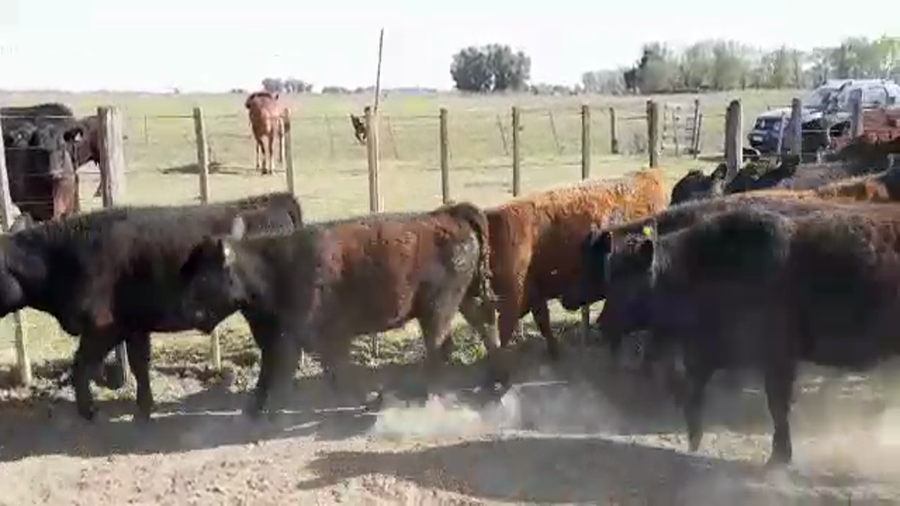 Lote 20 Terneros/as en Lobos, Buenos Aires