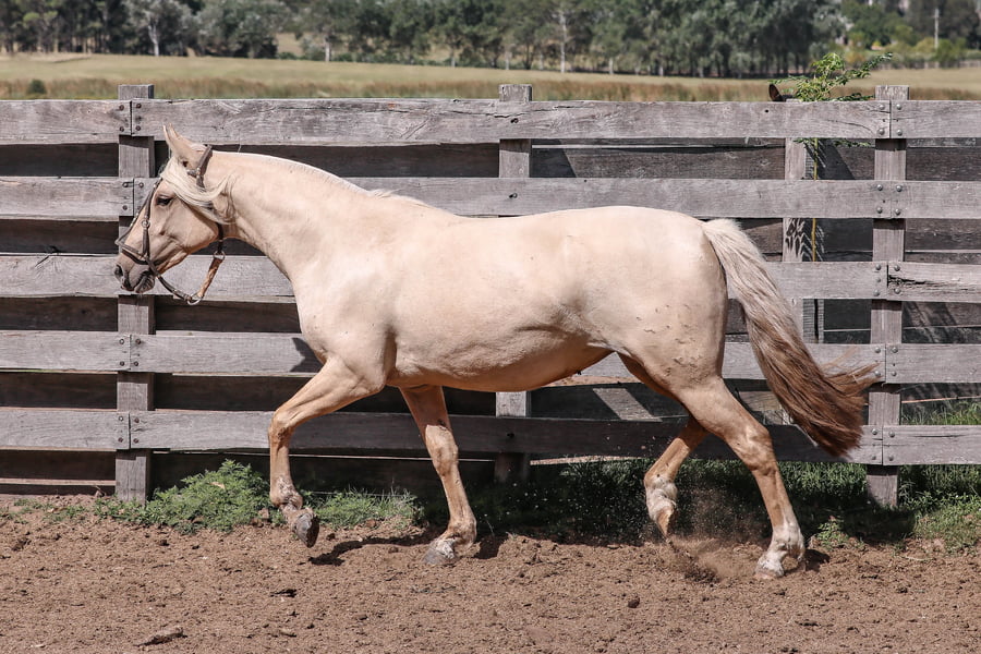 Lote FEDERAL ESTRELLA