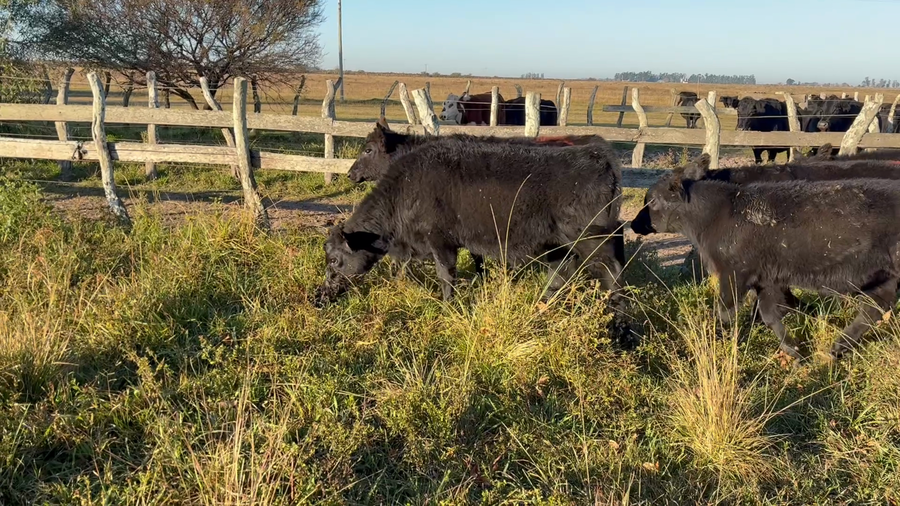 Lote 20 Terneros