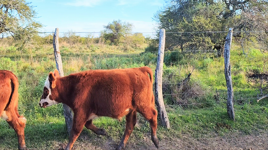 Lote 5 Terneros