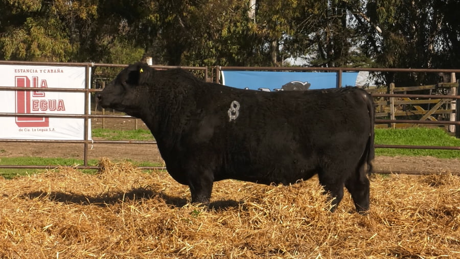 Lote TOROS ANGUS NEGROS PC