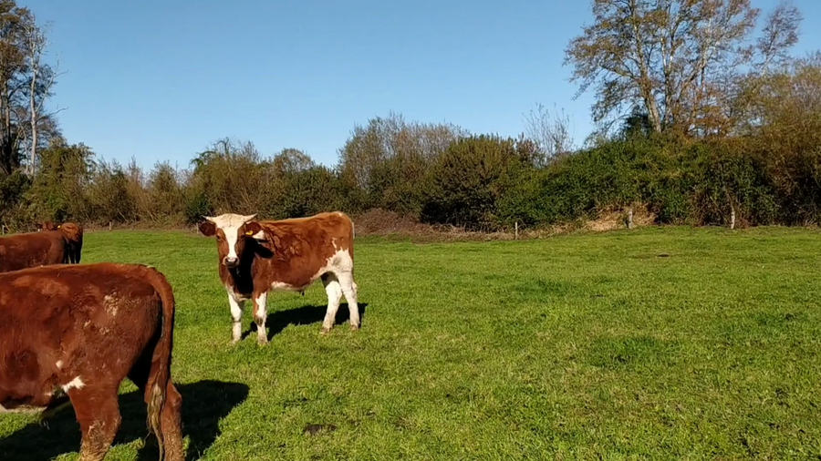 Lote 55 Novillo Engorda en Fresia, X Región Los Lagos