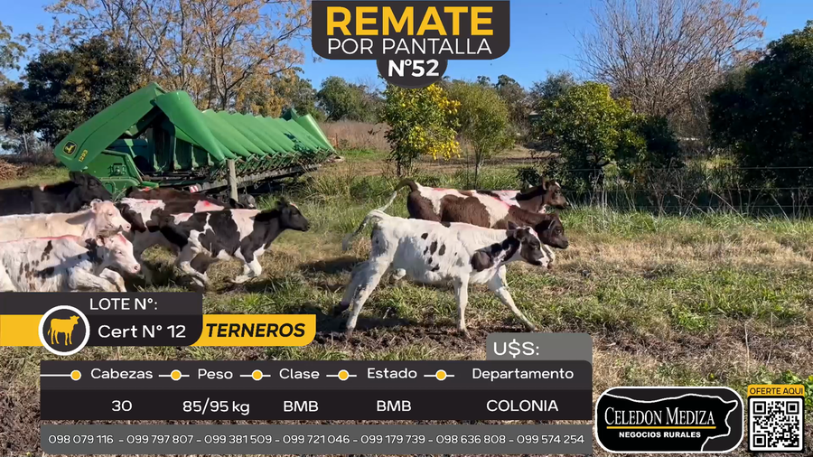 Lote 30 Terneros en Otra Localidad, Colonia