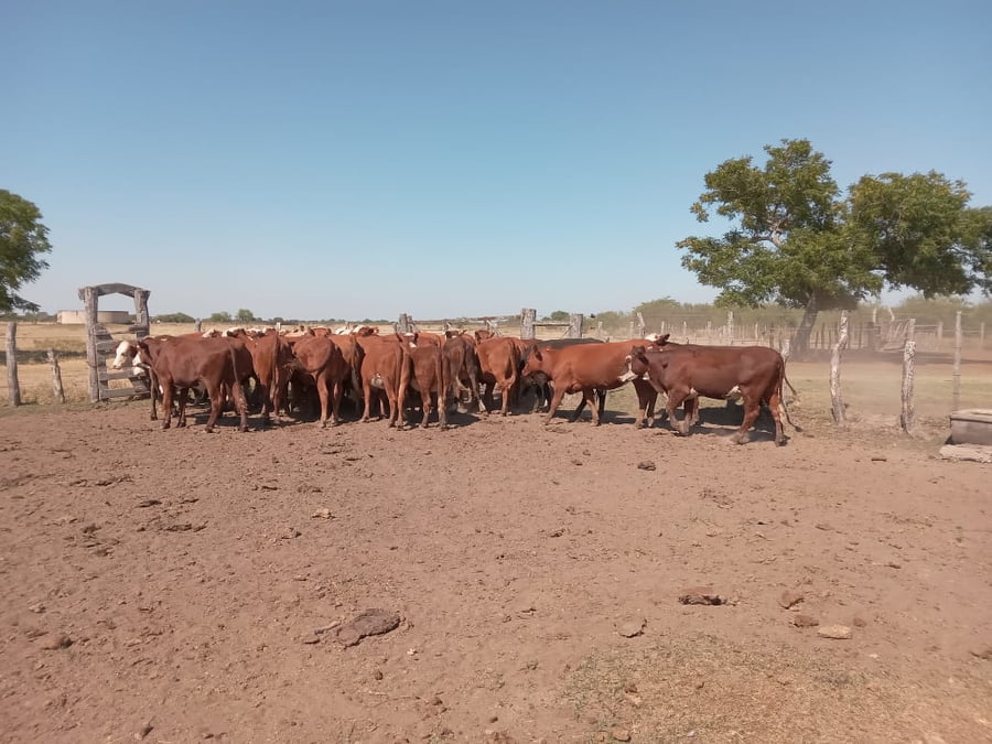 Lote 37 Vaquillonas de invernada en Corrientes, Curuzú-Cuatiá