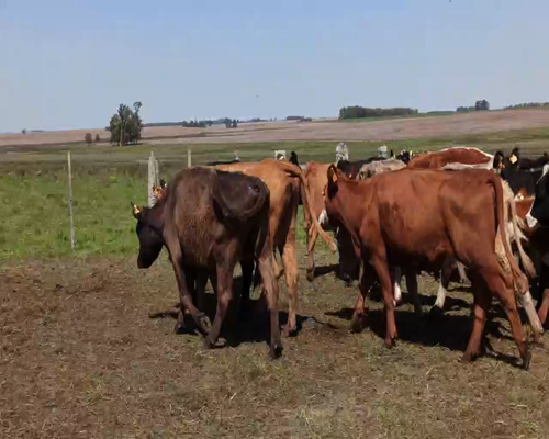 Lote Vacas